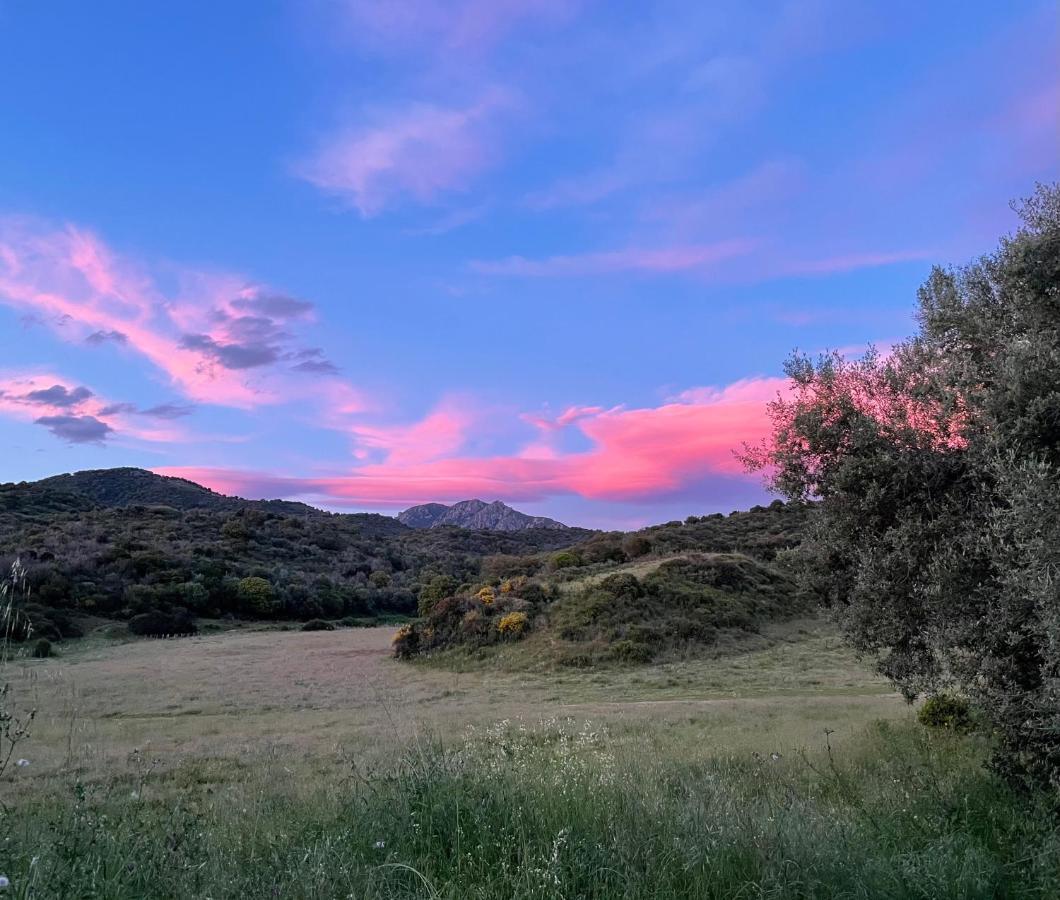 Nuit Calme Sur Domaine Daire Calcatoggio  Dış mekan fotoğraf
